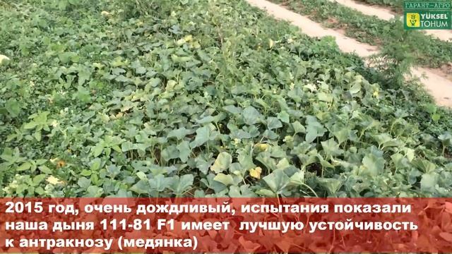 Выращивание овощей. Дыня 111-81, устойчивость к Антракнозу