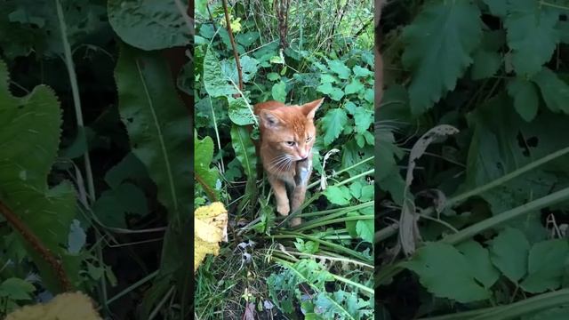 Что творит домашний кот Огонёк, когда приезжает на дачу ) #кошки #кот #cat #cats смотреть онлайн