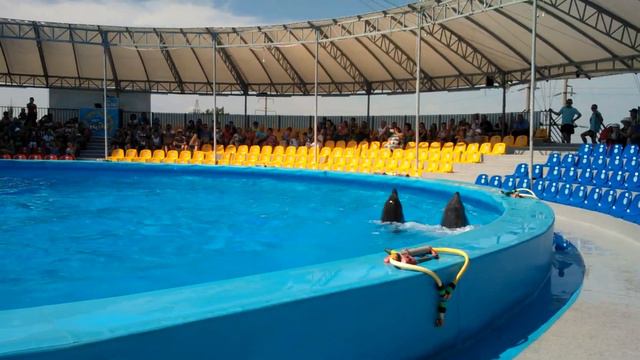 Дельфинарий НЕМО. Бердянск смотреть онлайн