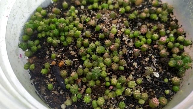 Gymnocalycium Variegata seeds - Gymnocalycium LB sau 2 tháng gieo hạt смотреть онлайн