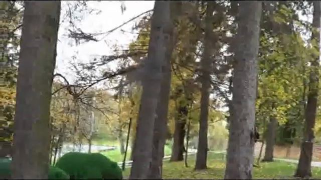 ч.5 - #жук доедает вековые #ели #Воскресенское #благоустройство смотреть онлайн