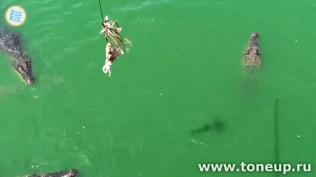 На крокодиловой ферме || Паттайя, парк древних камней смотреть онлайн