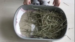 Как Приучить Кролика к Лотку