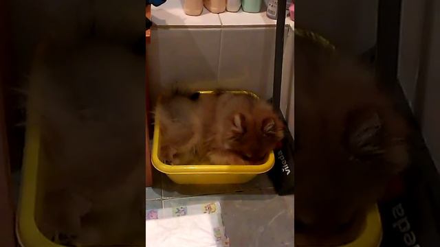 Евро помогает мыть пол😍 смотреть онлайн