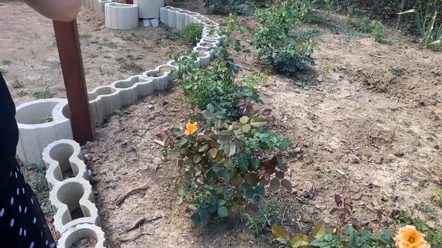 Transplanting dahlias! смотреть онлайн