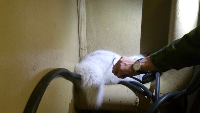 Пушистый зверёк смотреть онлайн