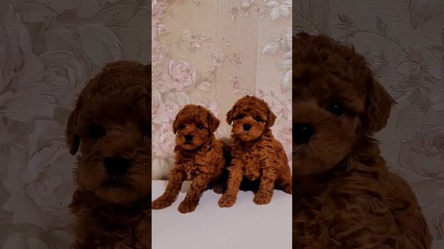 мальчики той-пуделя смотреть онлайн
