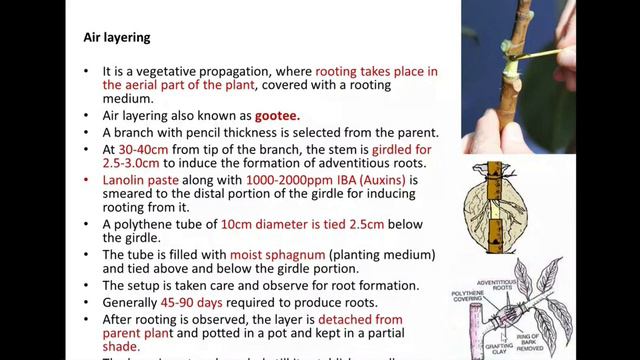 BOOE1_Video13_Artificial Vegetative Propagation смотреть онлайн