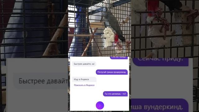 Прикол: Попугай Жако болтает с Алисой (2 серия) смотреть онлайн