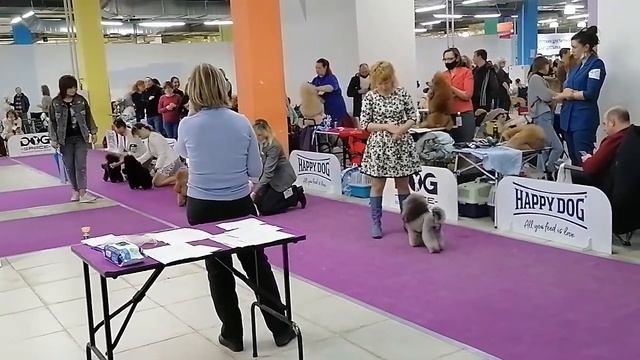 Монопородная выставка Москва 21.02.21 судья Марина Патрина тои смотреть онлайн