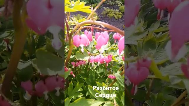 #Какова красота4! Цветок разбитое сердце смотреть онлайн
