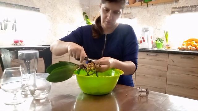 Мой первый опыт по выращиванию орхидеи без грунта. Часть 1 Пересадка.