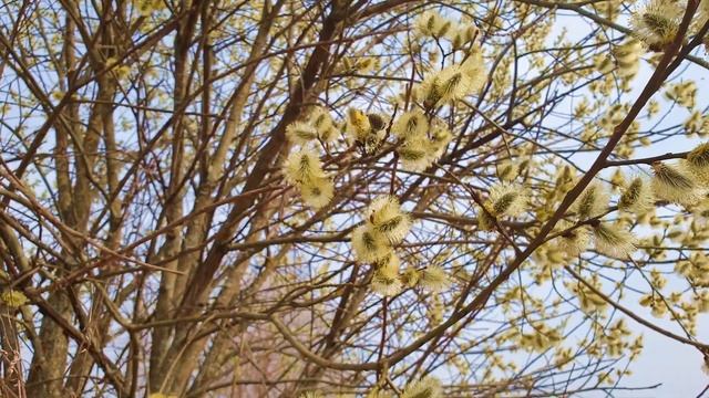Футаж - весна. Ива цветет. Прогулки по Москве: зайдите в японский сад, цветение сакуры уже началось смотреть онлайн