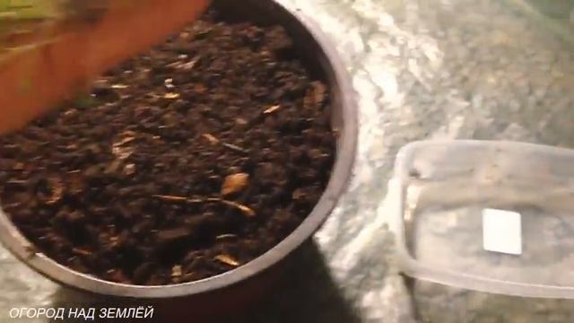 САЛАТ НА ПОДОКОННИКЕ,В ГОРШКЕ,ЗИМОЙ. смотреть онлайн