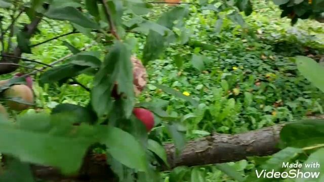 Диплоидная слива Озарк Премьер.