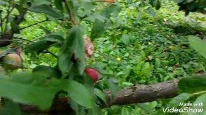 Диплоидная слива Озарк Премьер.