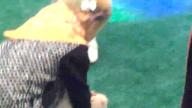 мини пиги видео В Москве, 8 (965)380-13-11