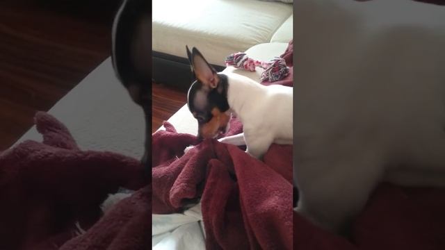 Американский той Фокстерьер! ? Игрушка с детства! смотреть онлайн