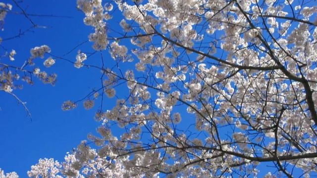 RELAX SLEEP -весна. смотреть онлайн