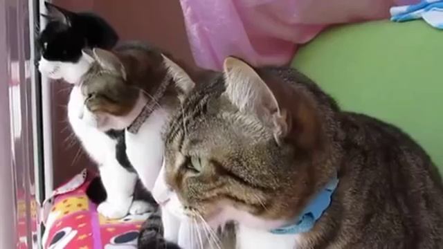 ТРИ ДЕВИЦЫ ПОД ОКНОМ смотреть онлайн