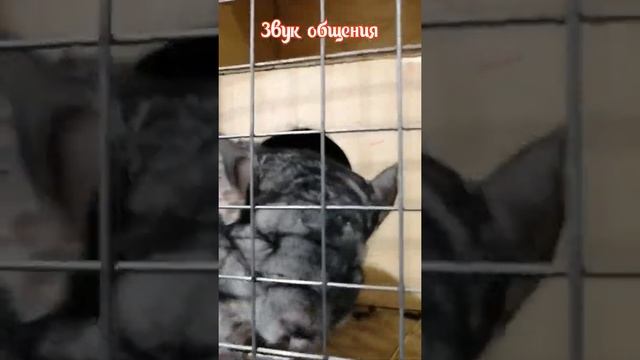 Звуки шиншиллы.Как общается шиншилла. смотреть онлайн