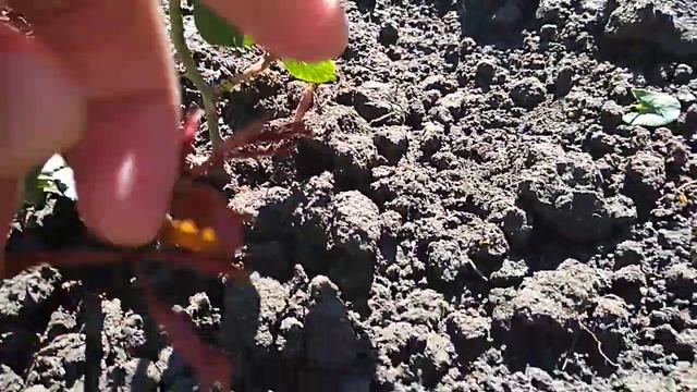 Как получить базальные побеги у роз. смотреть онлайн