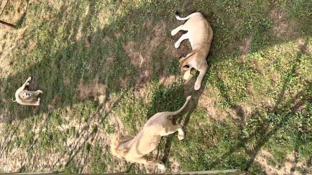 Парк Львов «ЗЕМЛЯ ПРАЙДА» смотреть онлайн