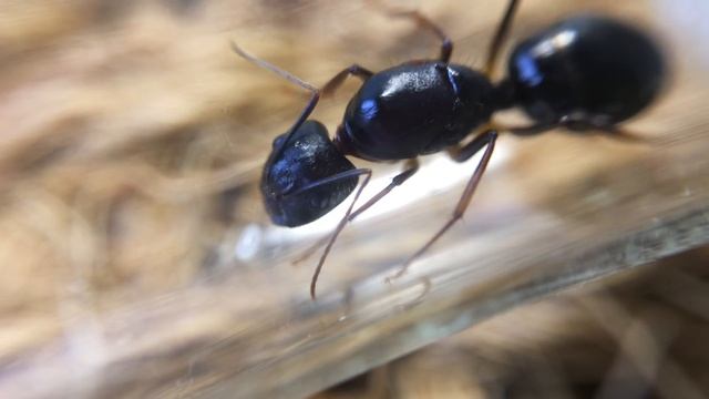 ? Кто это такие, и как их зовут? Муравьи ? смотреть онлайн