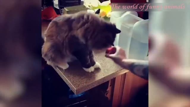 ?Новая подборка приколов? с котами и собаками 2022?