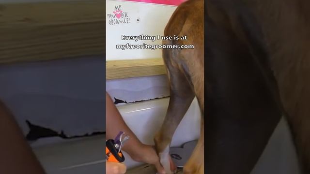 Nail Trim By Groomer смотреть онлайн