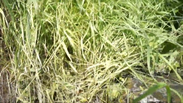 Школа № 4 г. Томска -Тайны Томской земли Путь к источникам смотреть онлайн