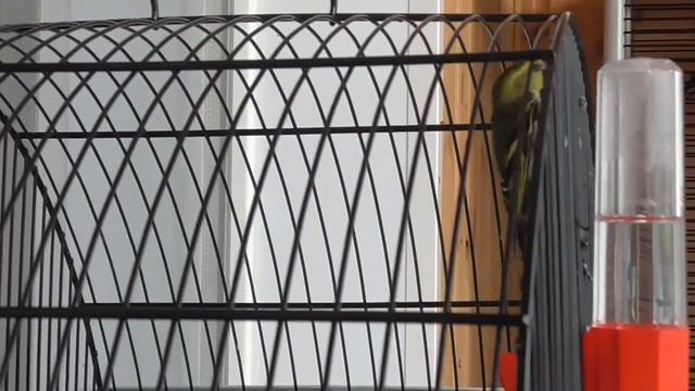 Певчие птицы /пересадил чечеток и репела смотреть онлайн