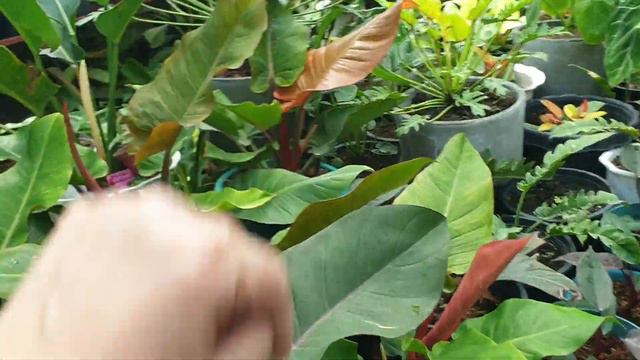 PART 2 PLANT HUNTING AT EPER'S GARDEN