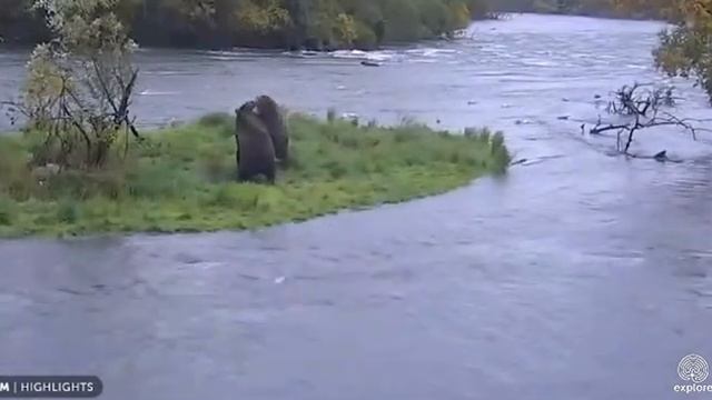 МЕДВЕДИ НА РЫБАЛКЕ заповедник Катмай Канада смотреть онлайн