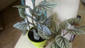 Комнатные цветы-бегонии. Обзор тростниковых и Кейн бегоний.