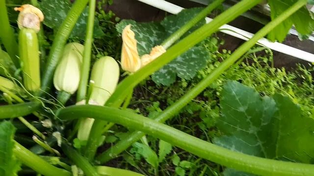 Кабачок Кавили F1. Посадил и забыл! смотреть онлайн