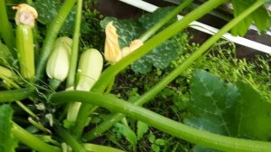 Кабачок Кавили F1. Посадил и забыл!