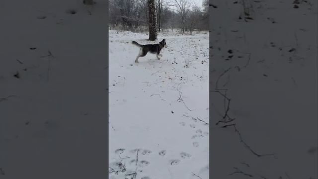 Подборка с собакой породы Хаски фото видео смотреть онлайн