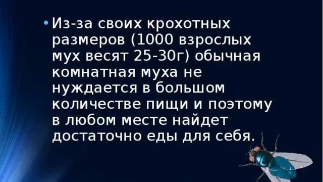 факты о мухах смотреть онлайн