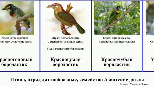 Птица, отряд дятлообразные, семейство Азиатские дятлы бородастик bird Голубощёкий Роскошный Yung смотреть онлайн