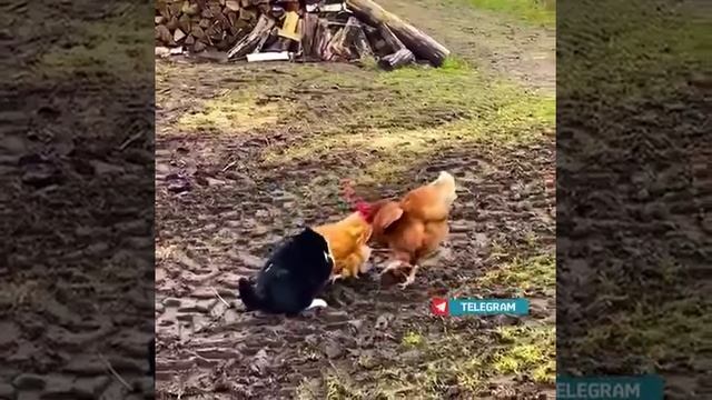 Просто типичные деревенские разборки у животных смотреть онлайн