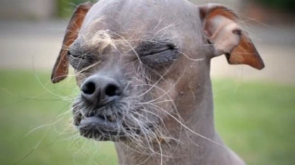 Самые страшные собаки в мире | Scientific Facts