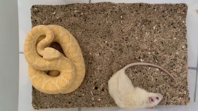Feeding Albino Western Diamondback Rattlesnake