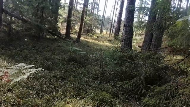 Пошла элита !