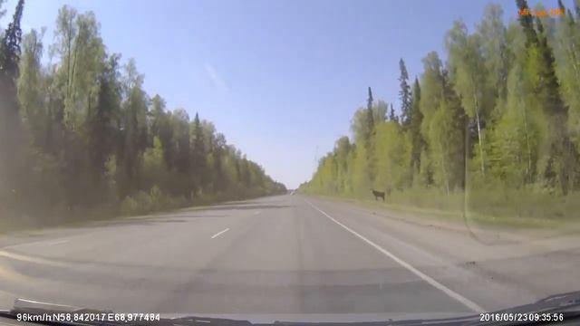 FILE9856 фад Тюмень ХМАО 332km лось почти вышел на дорогу смотреть онлайн