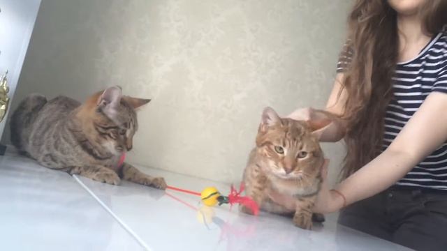 Чаузи шаузи от камышового кота chause chausie