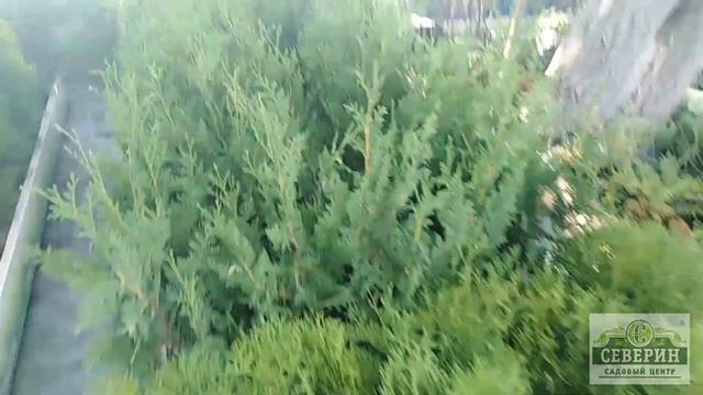 Хвойные растения! смотреть онлайн