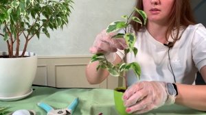 №12. Фикус Бенджамина {1}. Формируем 3 вида кроны. Этап1.