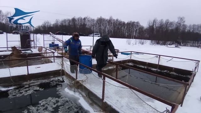 Запуск водоема 785 кг смотреть онлайн