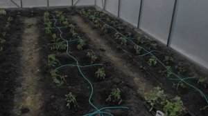 Лучшая Капельная Система Полива